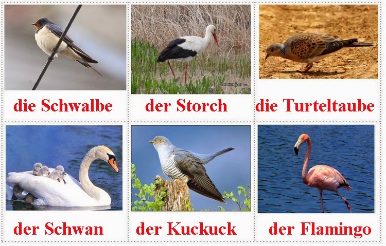 lloje-zogjsh-shpendesh-gjermanisht